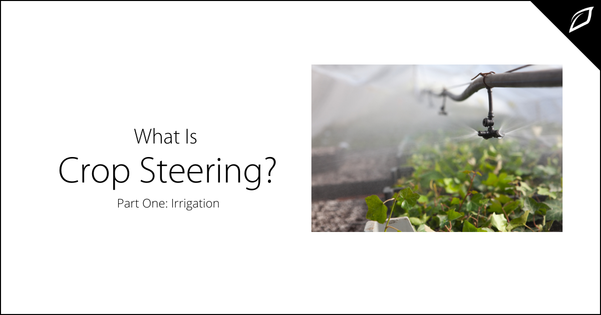 What Is Crop Steering? Part One Irrigation